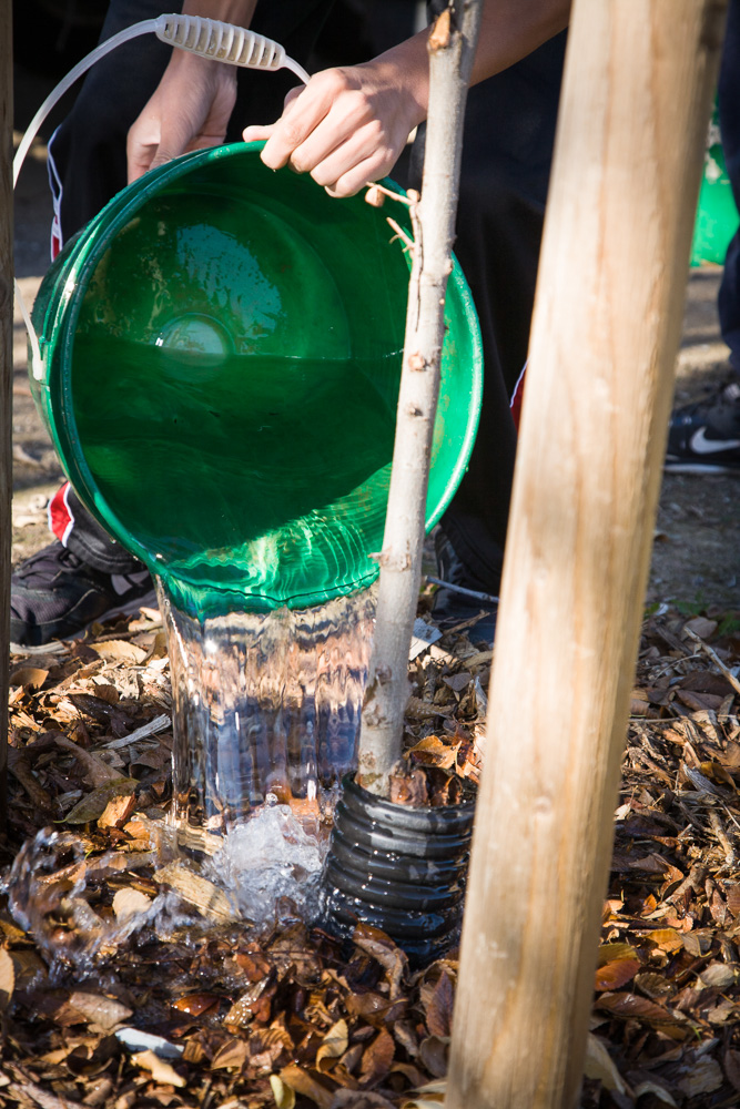 One of the Branham High School students working with Pat to water trees near the football field.