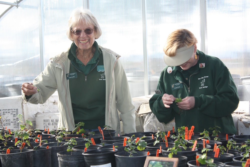 Tree Amigo Carol Arnoldy working in the Greenhouse at the Community Nursery