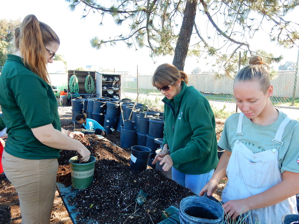 Sharon propagating grasses with former AmeriCorps Service Members in 2015.