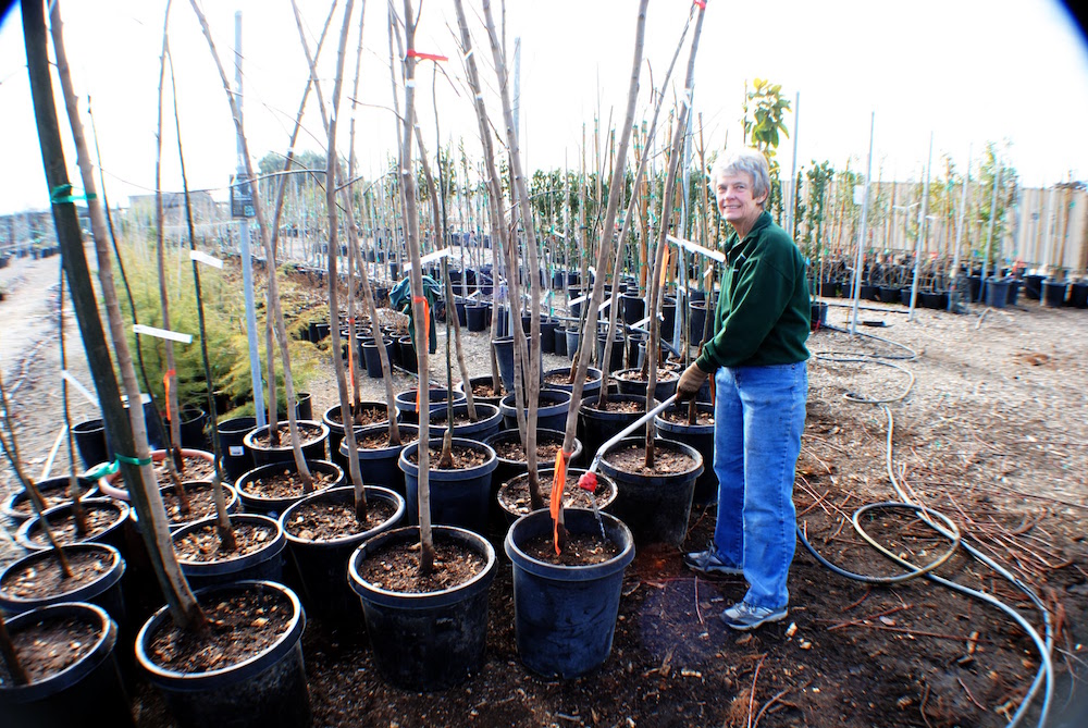 Judi Wilson watering trees recently potted at the Community Nursery during bare root season.