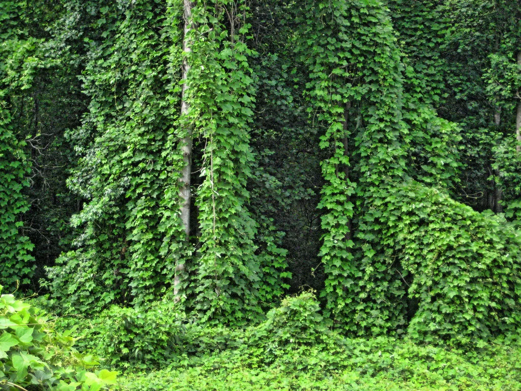 Kudzu vine.