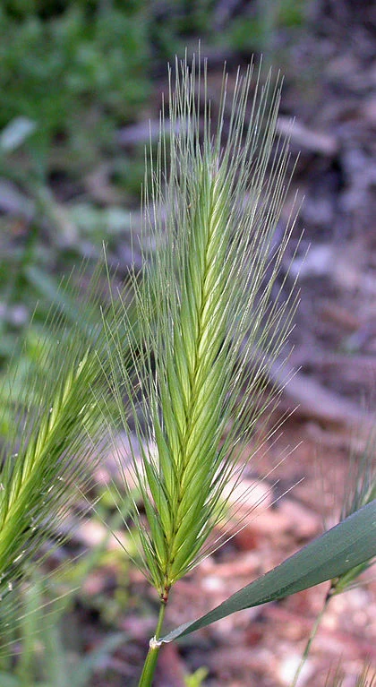 Foxtail.