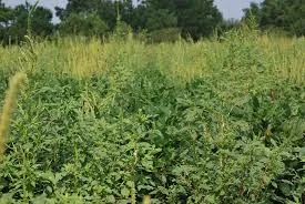 Field infested with Palmer amaranth.