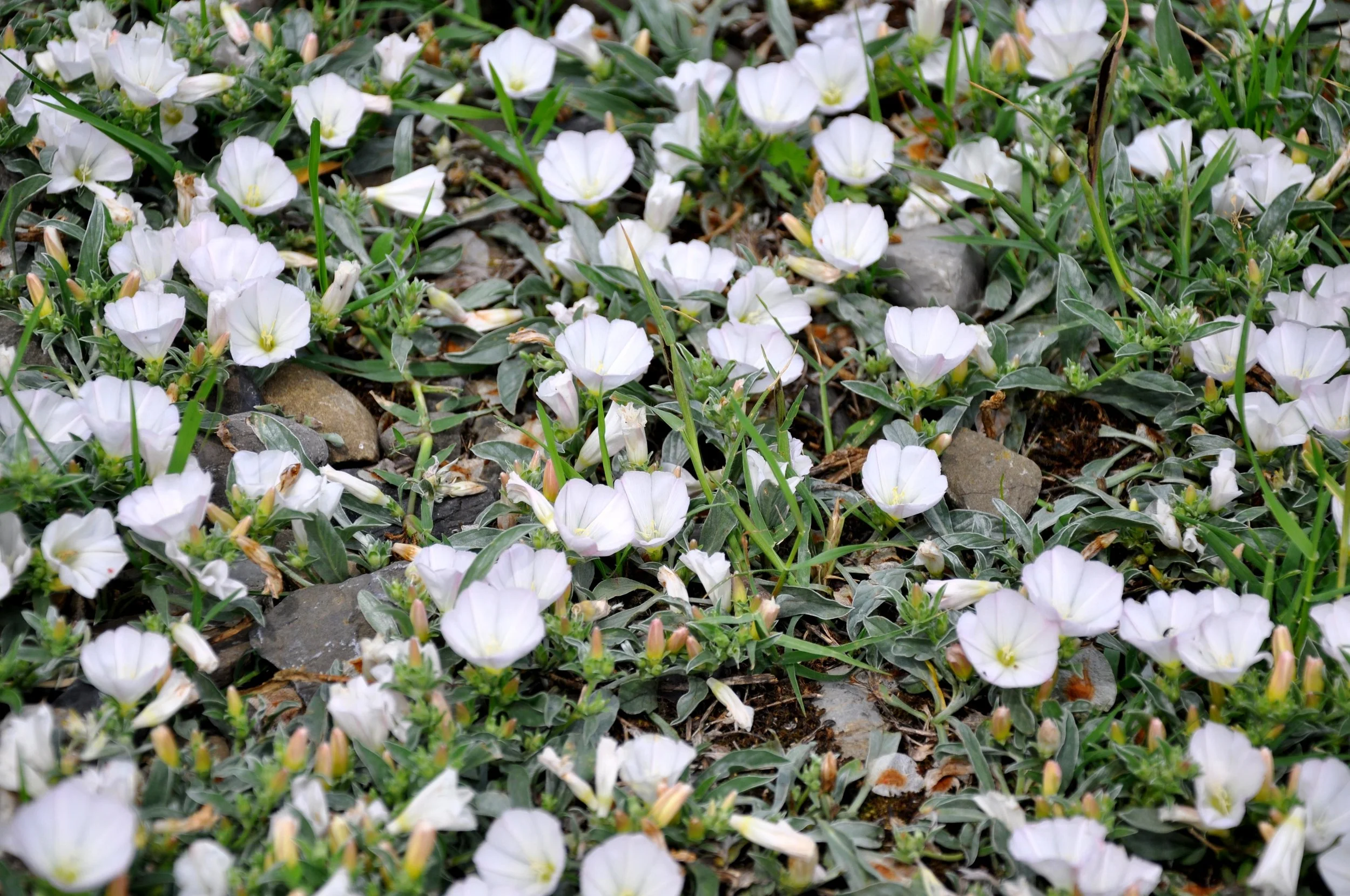 The Amazing Resilience of Weeds: A Review of Richard Mabey’s "Weeds: In Defense of Nature’s Most Unloved Plants"