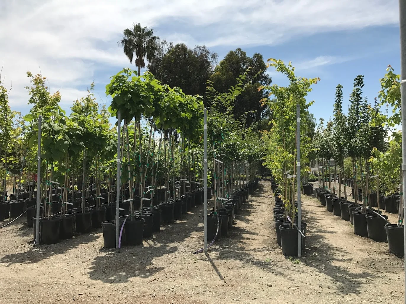 History of Our City Forest’s Community Nursery, Part 1