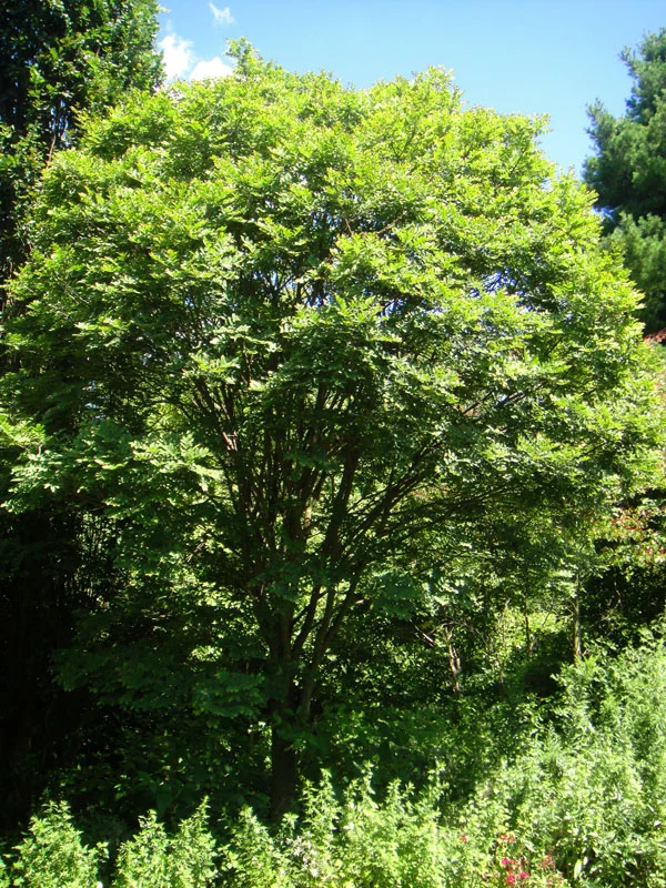 Maakia Tree Identification Trees— Our City Forest