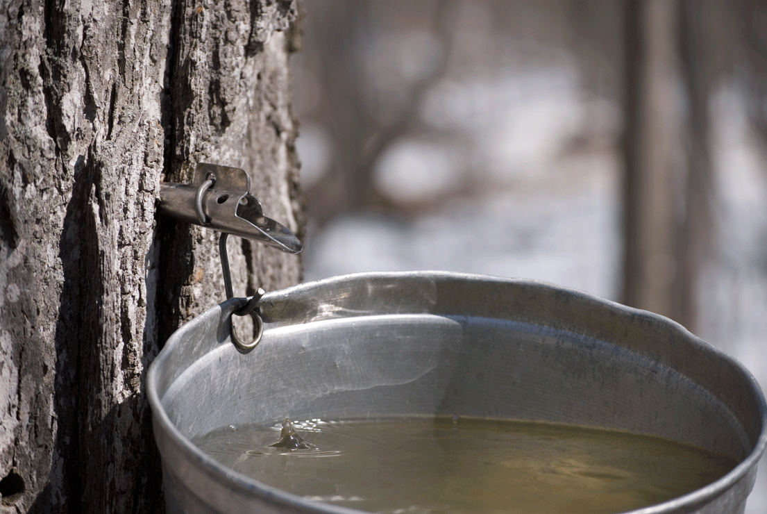 Tree Tapping and Maple Syrup — Our City Forest