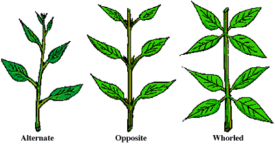 Tree Identification Tips — Our City Forest