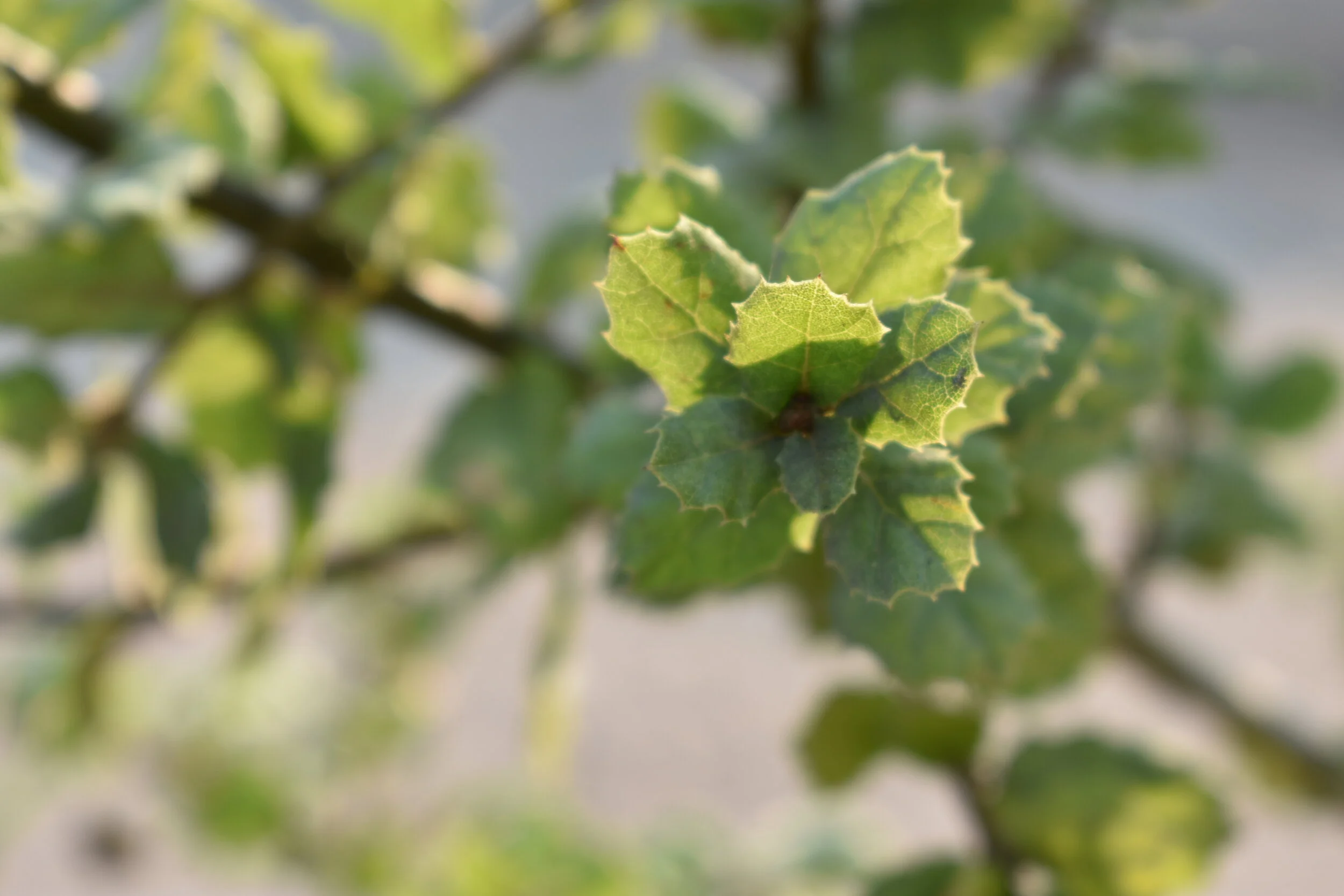 Tree Identification Tips