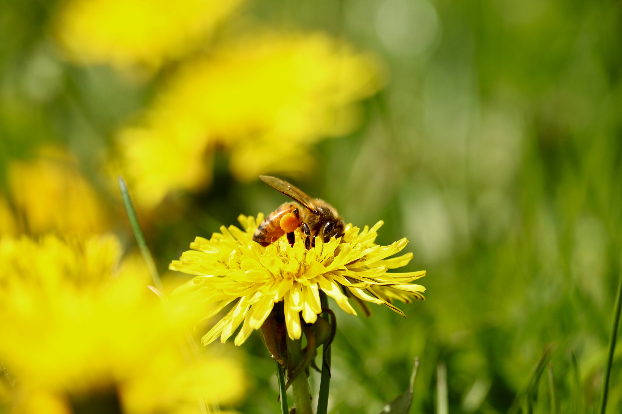 Pollinator Species in our Backyard