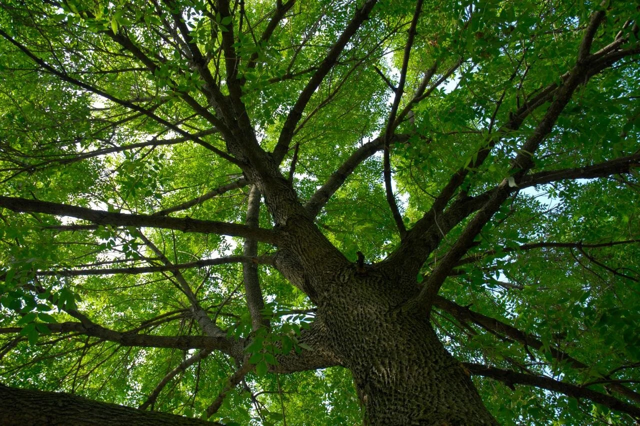 Emerald Ash Borers: a Lethal Beetle