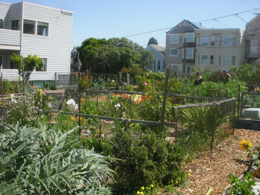 The Wonderful Benefits of Community Gardens