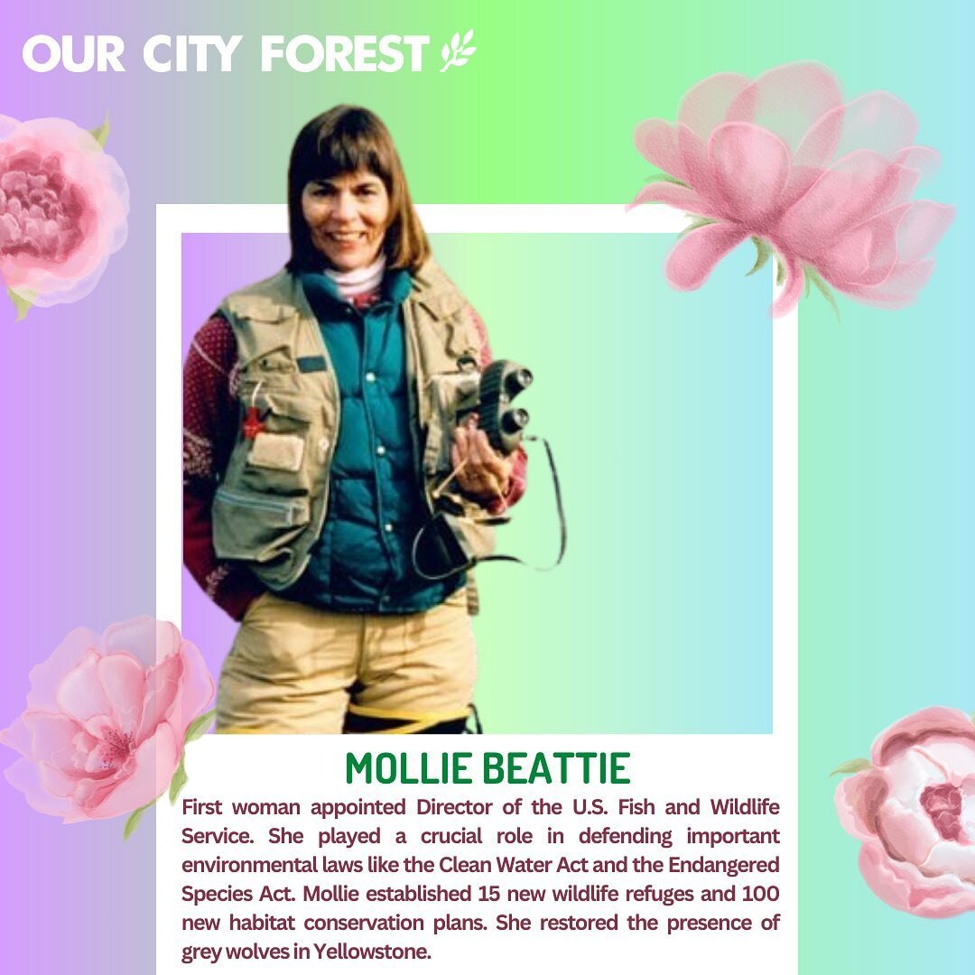 Mollie Beattie (1947 - 1996) was born in Glen Cove, New York, in 1947. She received her bachelor&rsquo;s degree in philosophy in 1968 and a master&rsquo;s degree in forestry from the University of Vermont in 1979. She later received her second master