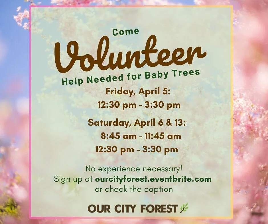 Plant Trees— Our City Forest