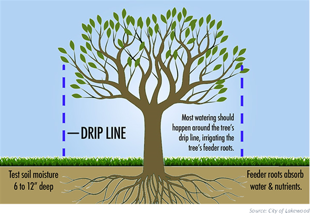 The Importance of Watering Young Trees to Establishment — Our City Forest