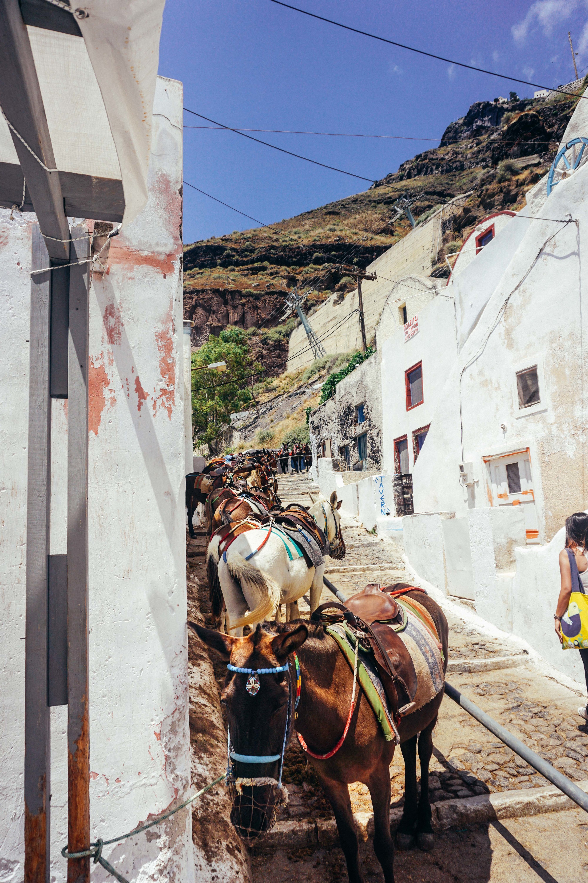 Greece, Santorini, Fira Thira. Donkeys