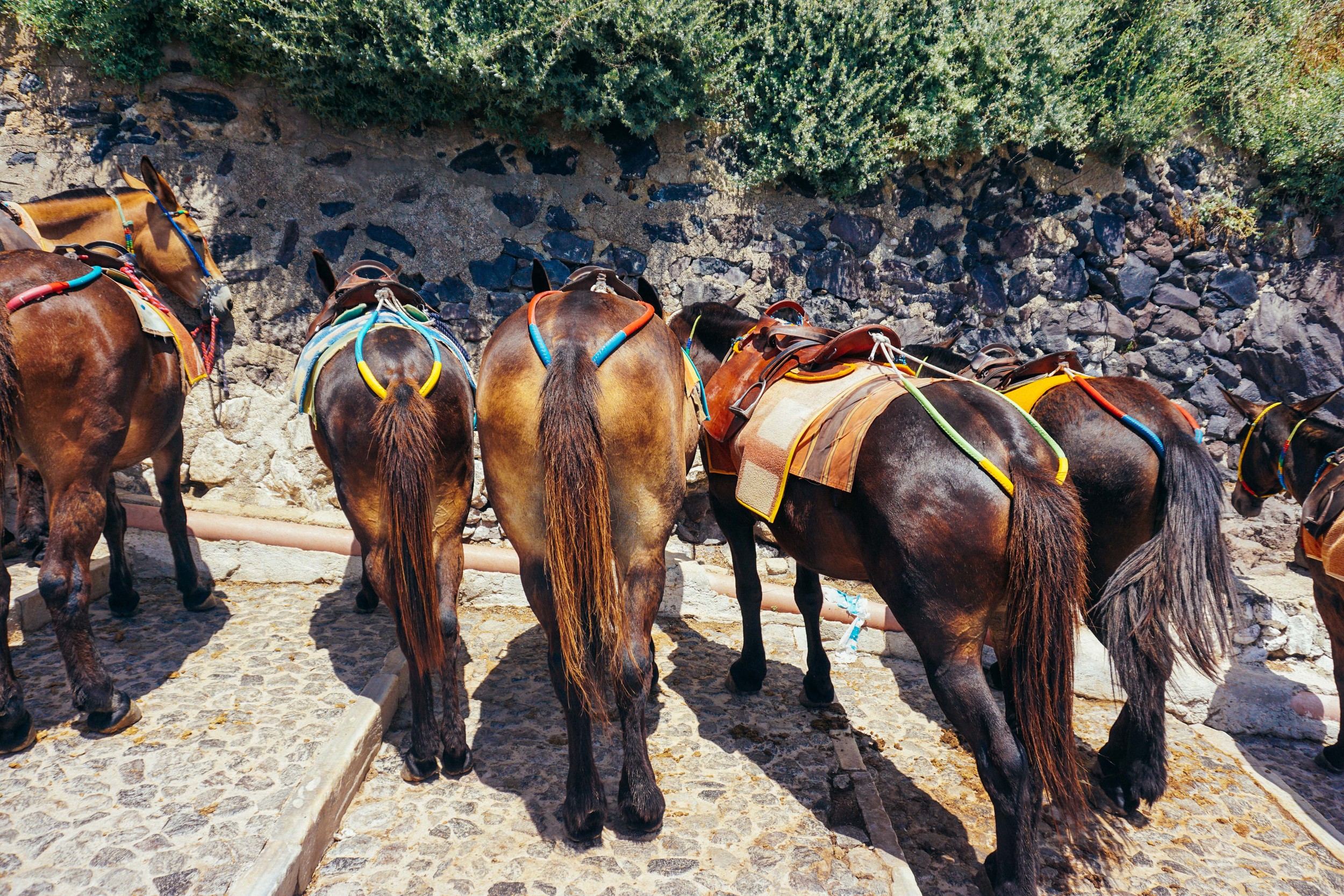 Greece, Santorini, Fira Thira. Donkeys