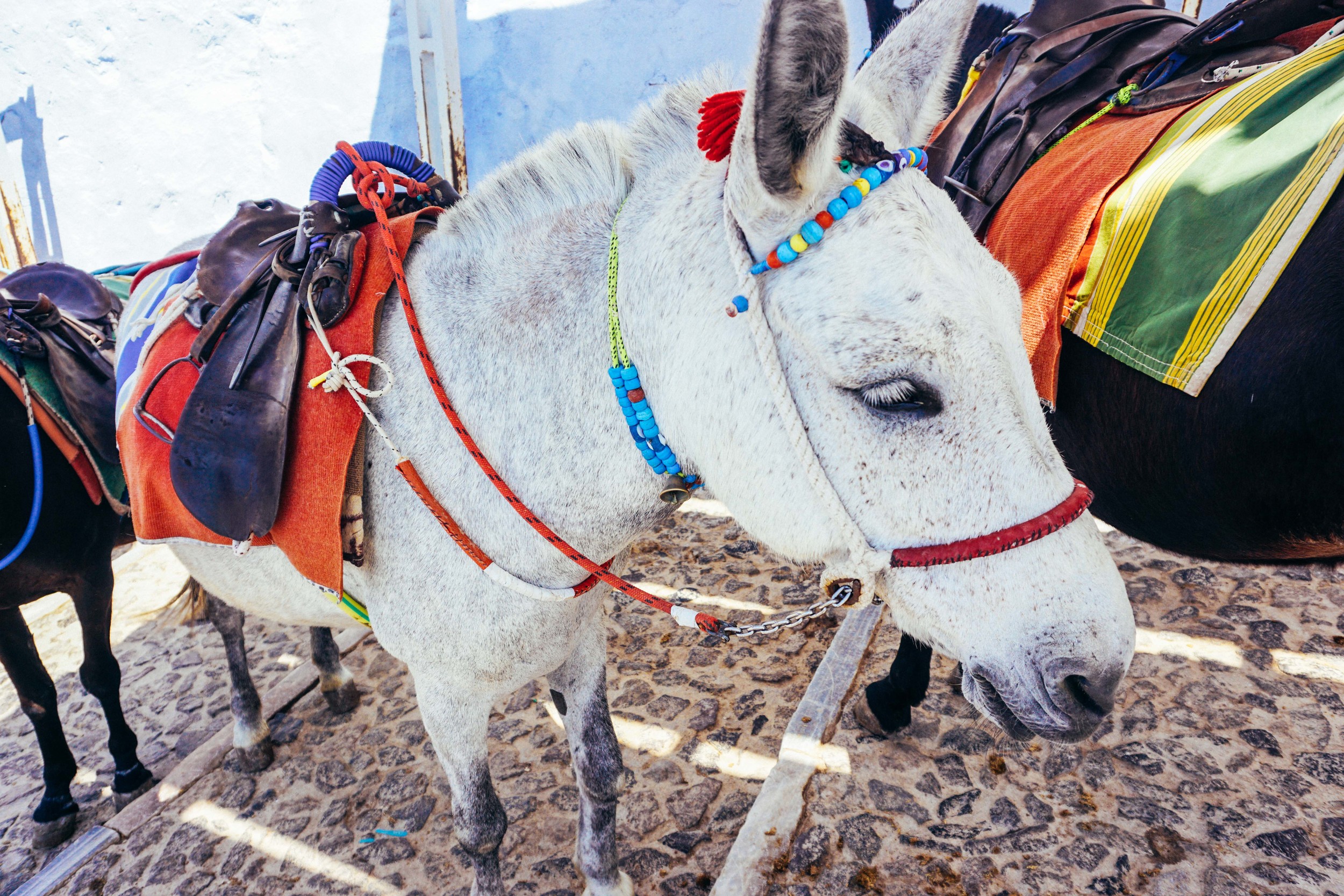 Greece, Santorini, Fira Thira. Donkeys