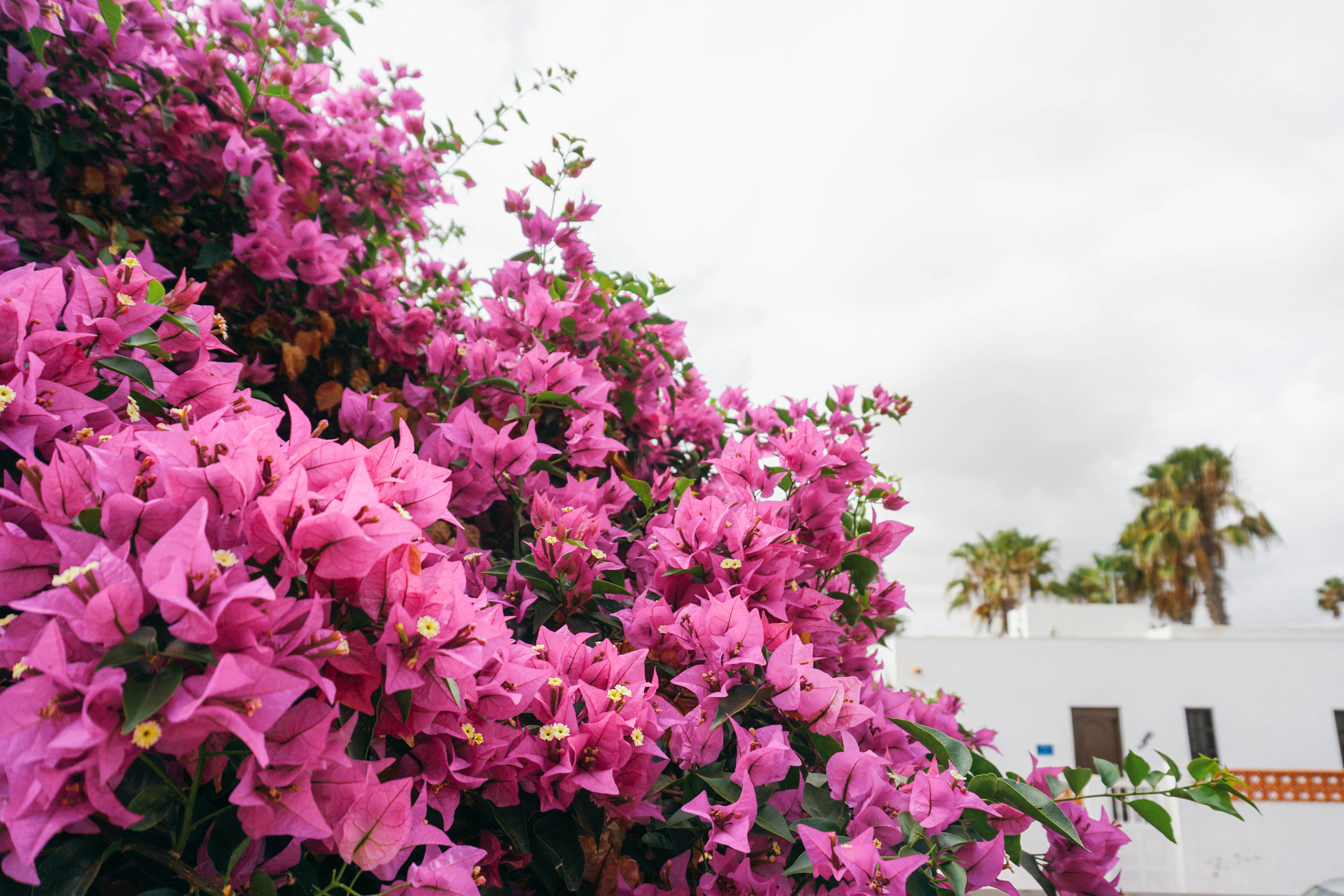 AzulFit Yoga and Pilates, Lotus Retreat in Fuerteventura.
