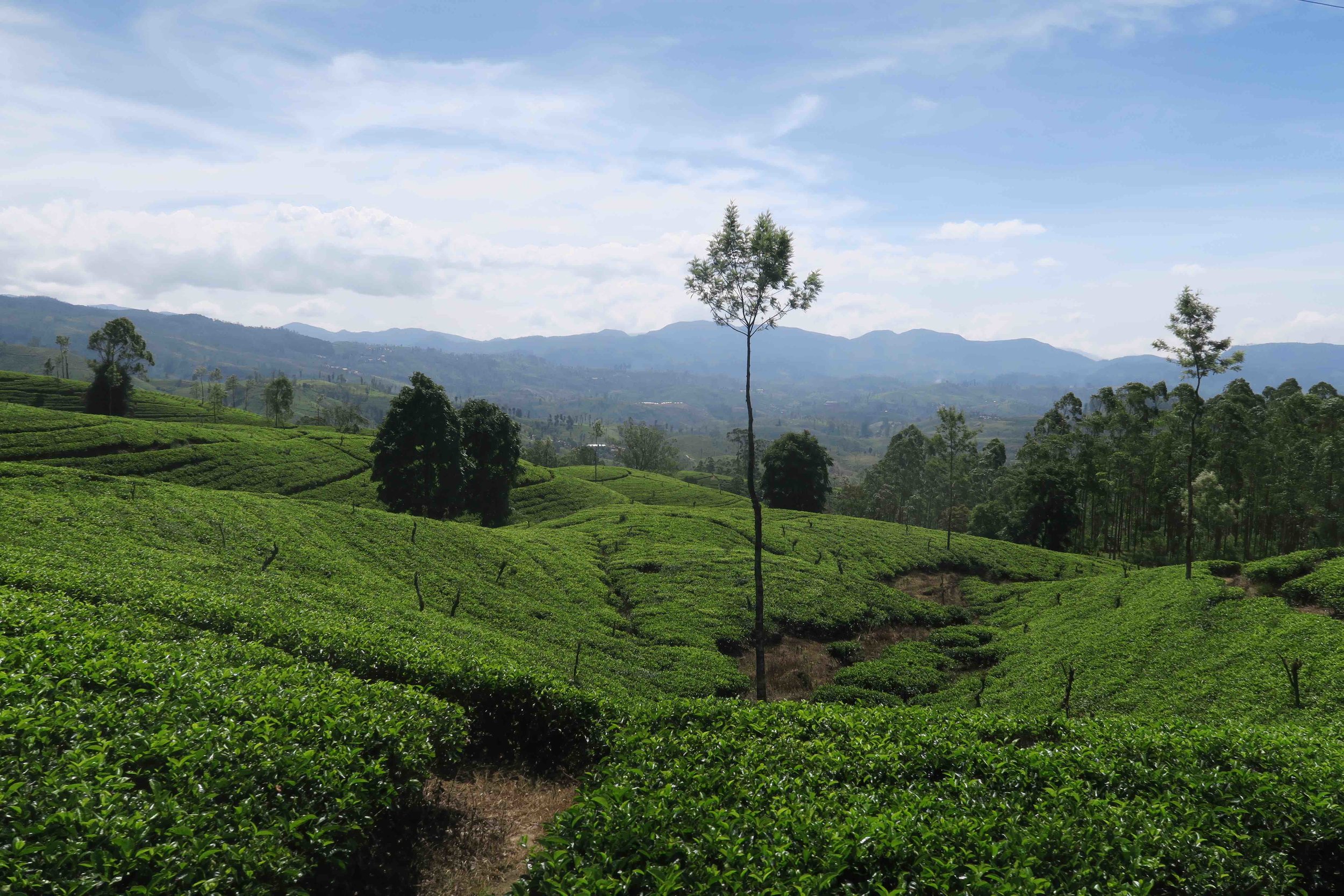 Sri Lanka Train Journey, Nuwara Eliya to Ella