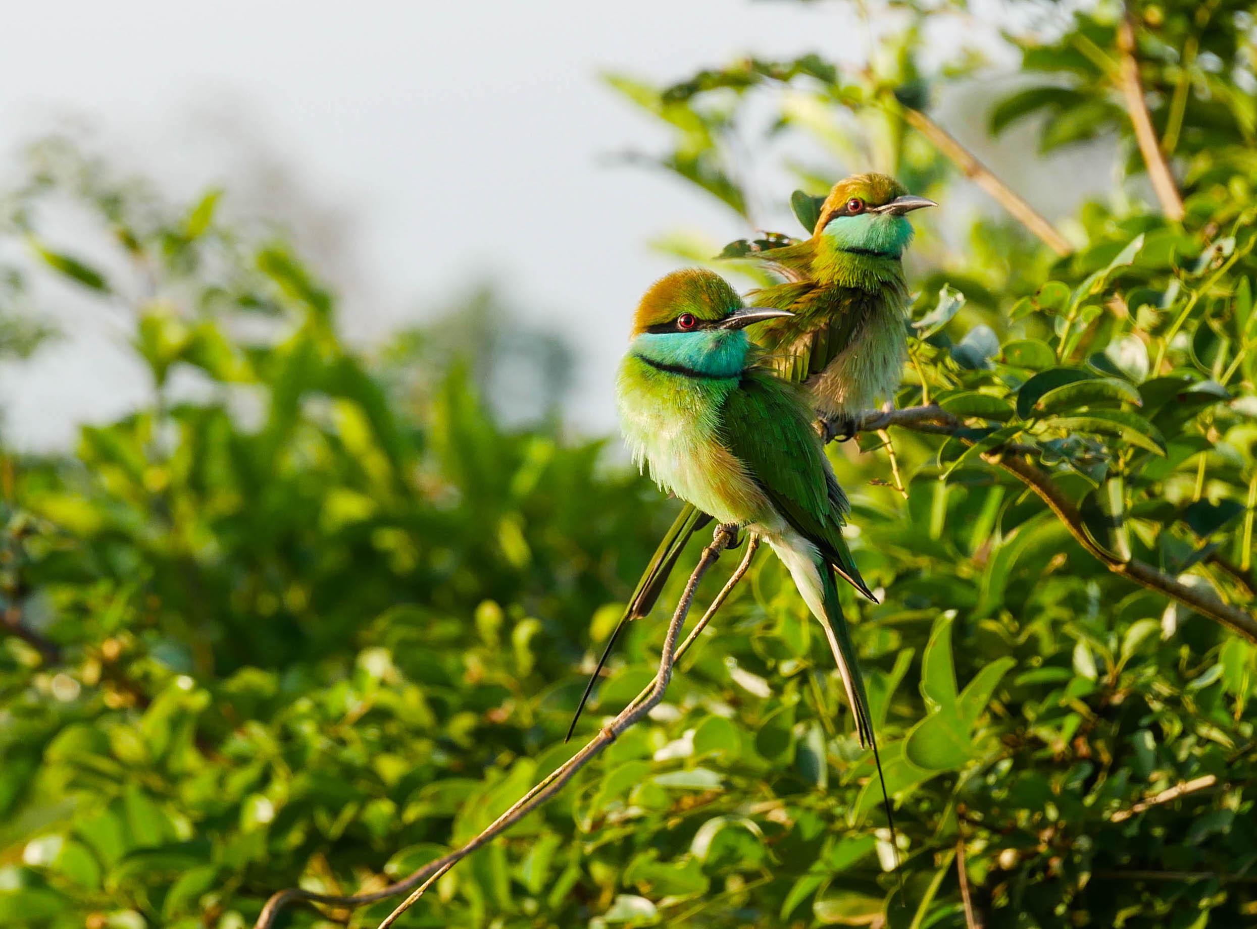 Sri Lanka, Wildlife photography, Little Green Bee Eater