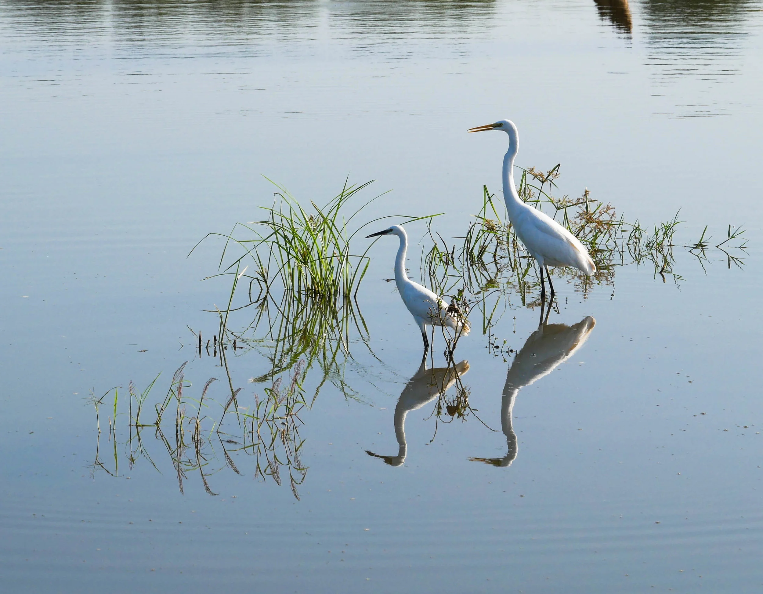 Sri Lanka, Wildlife photography