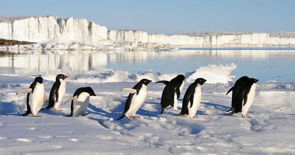 penguins-56097_1920_SM_WEB.jpg