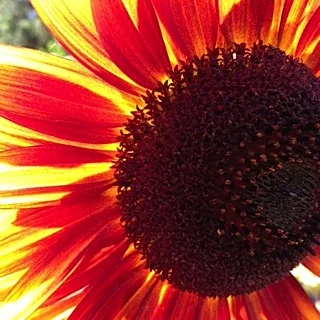 bpblogflower.jpg