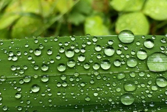 Water Drops on Leaf.jpeg