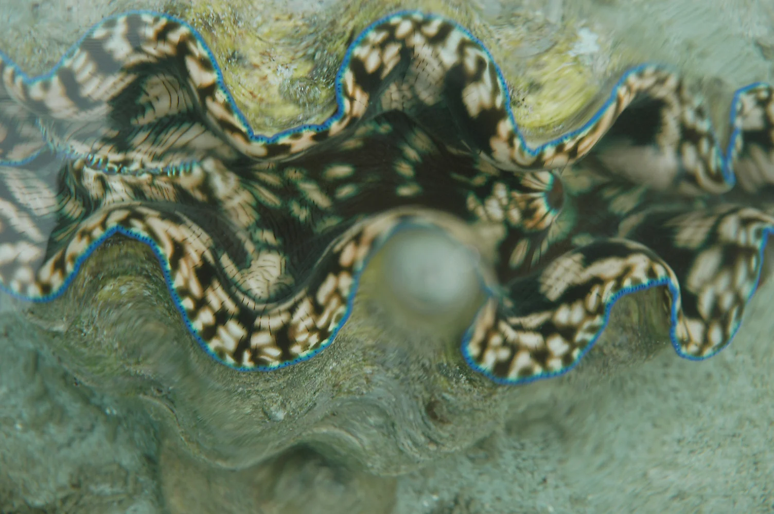 cookislands_clam.jpg