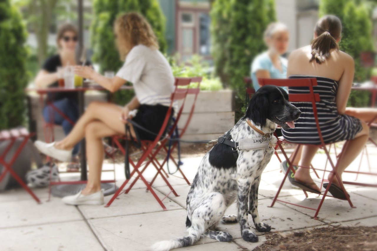 patio_dog.jpg