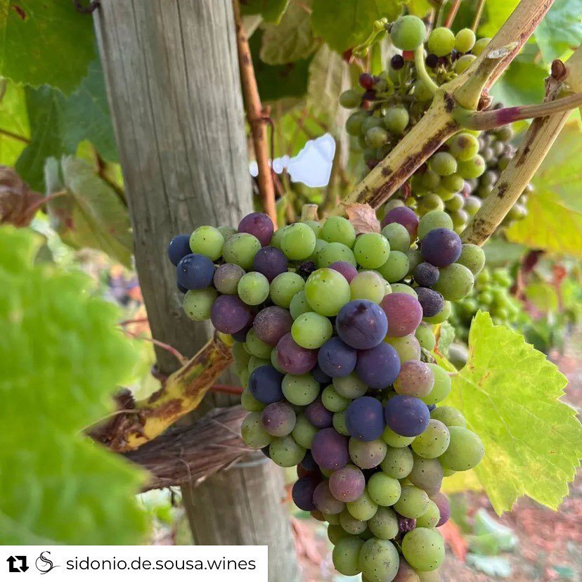 Baga color changes in July @sidonio.de.sousa.wines 

#portugal #loveportugal #winesofportugal #baga #bairrada #wine #winemaking #oldschool #family #crazygrapes #summer #color #instawine #somm #love #happy #summer #onthevine