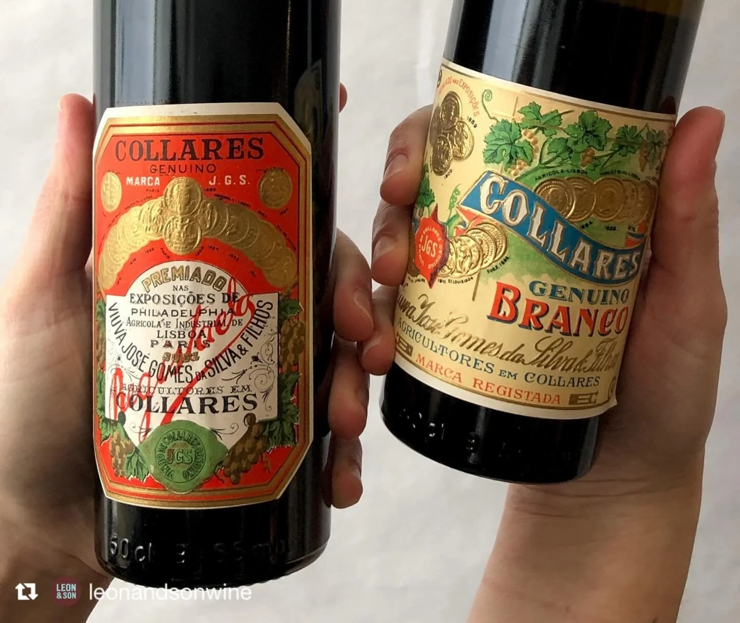 ❤️ @viuvagomes #colares #collares our story continues. Repost from @leonandsonwine
&bull;
Vi&uacute;va Gomes is one of the few but immensely dedicated producers fighting to preserve scant hectares left in one of Portugal&rsquo;s most distinct (and hi