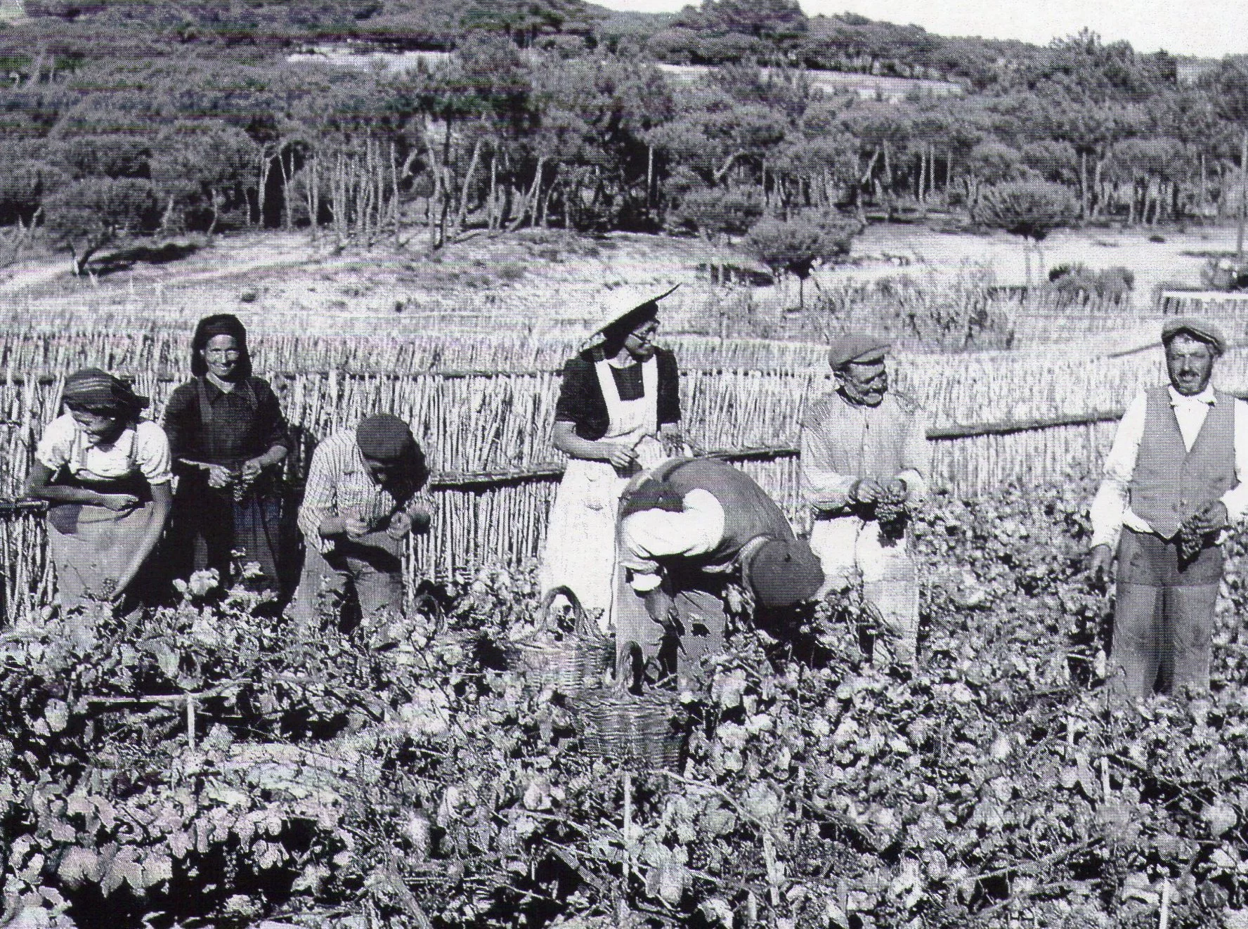 Vinhas Colares 3.jpg