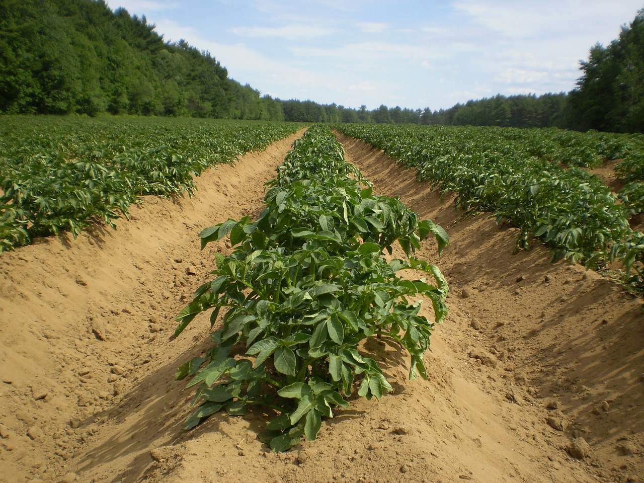agriculture-71353_1280.jpg