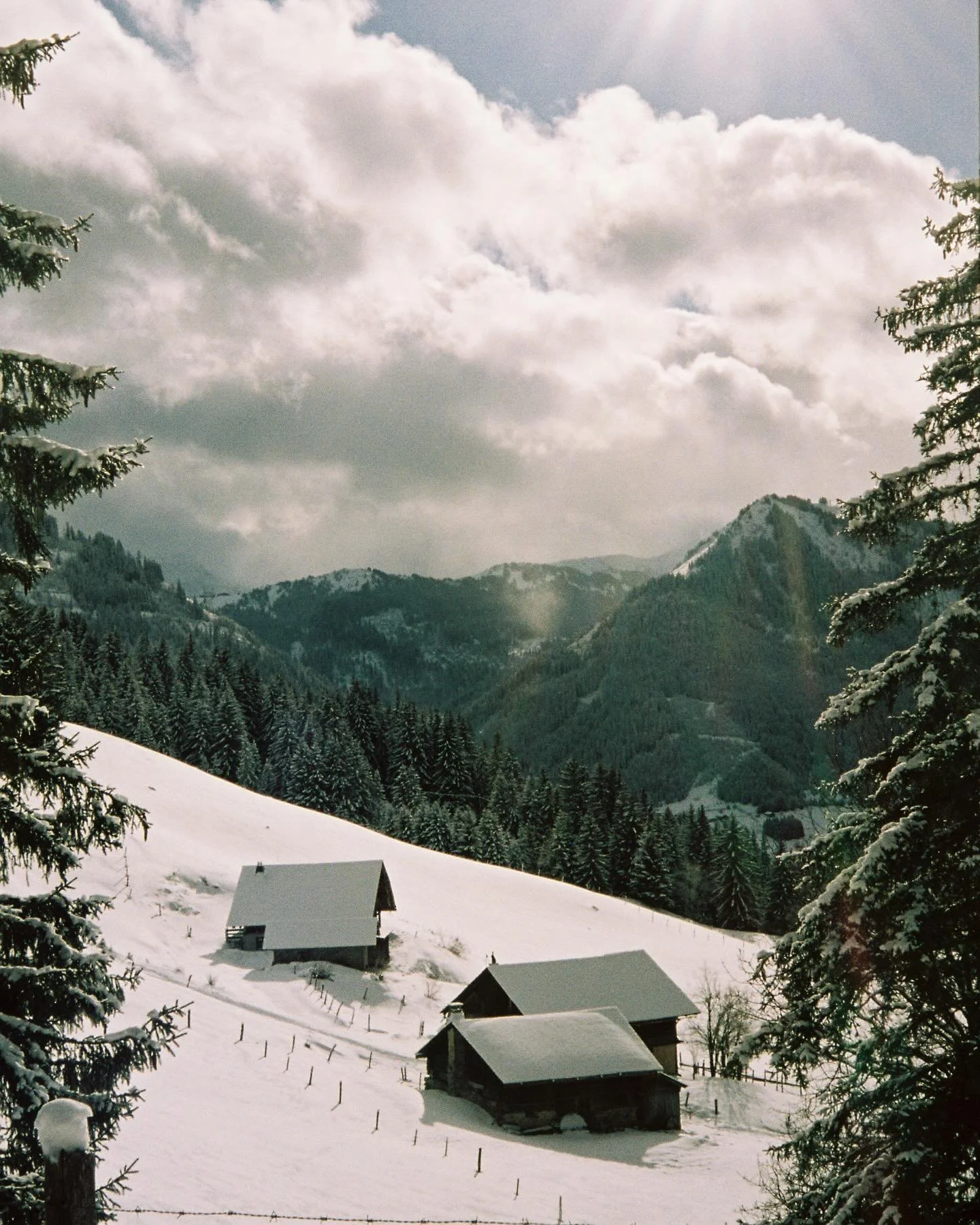 Local walks at Petite Ch&acirc;tel. Caught on film in January by @sarahbuttonphoto 🌲

#ChaletCh&acirc;taigne #chaletholiday #skichalet #france #frenchalps #alpinebreak #chatel #portesdusoleil