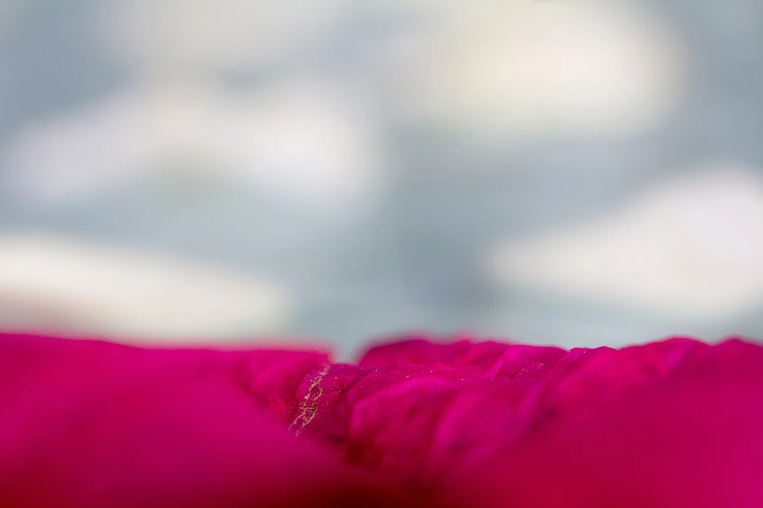 Roses and Hydrangeas