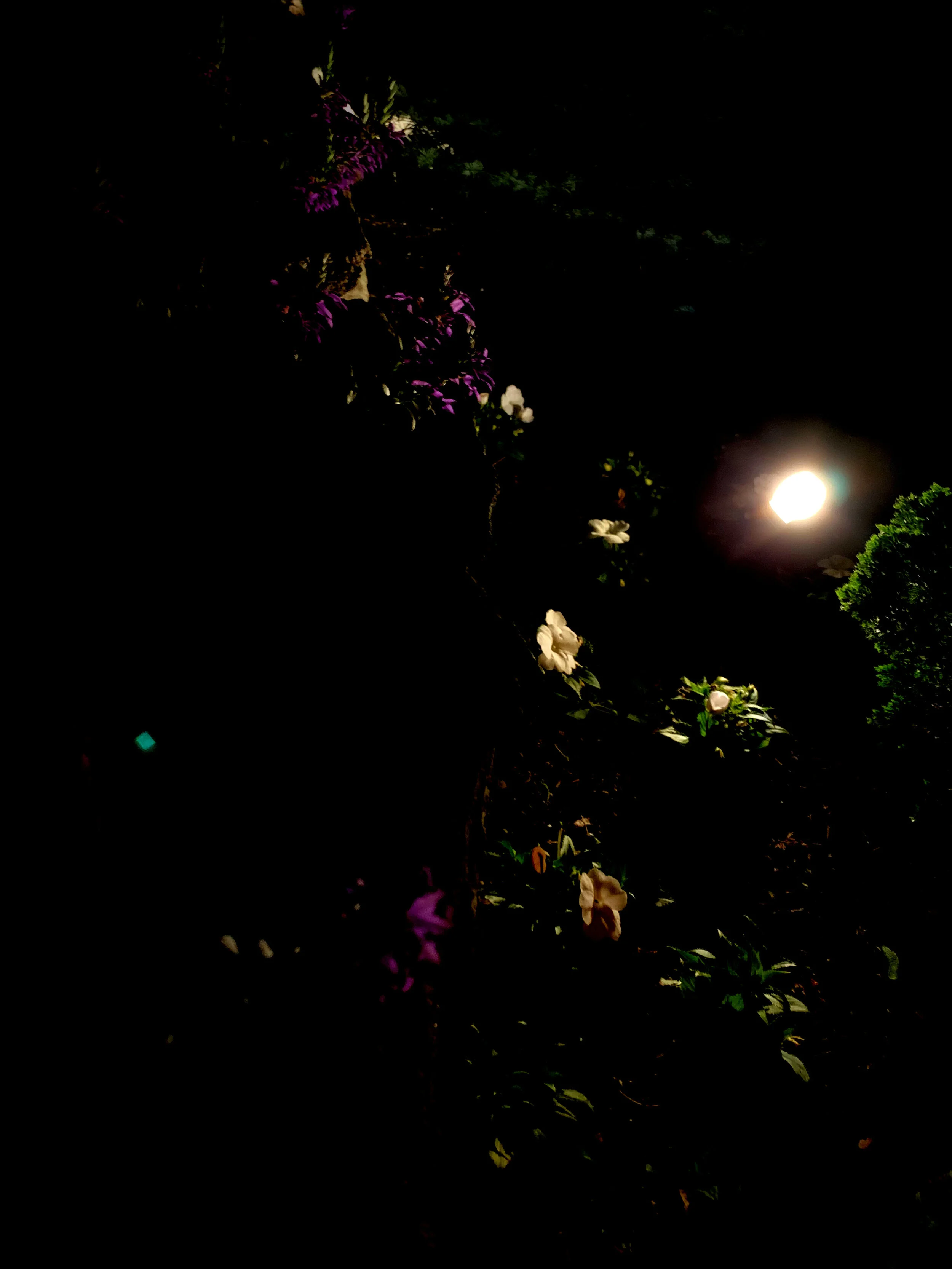 National Park of Delight