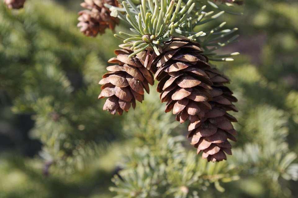 pine cone.jpg