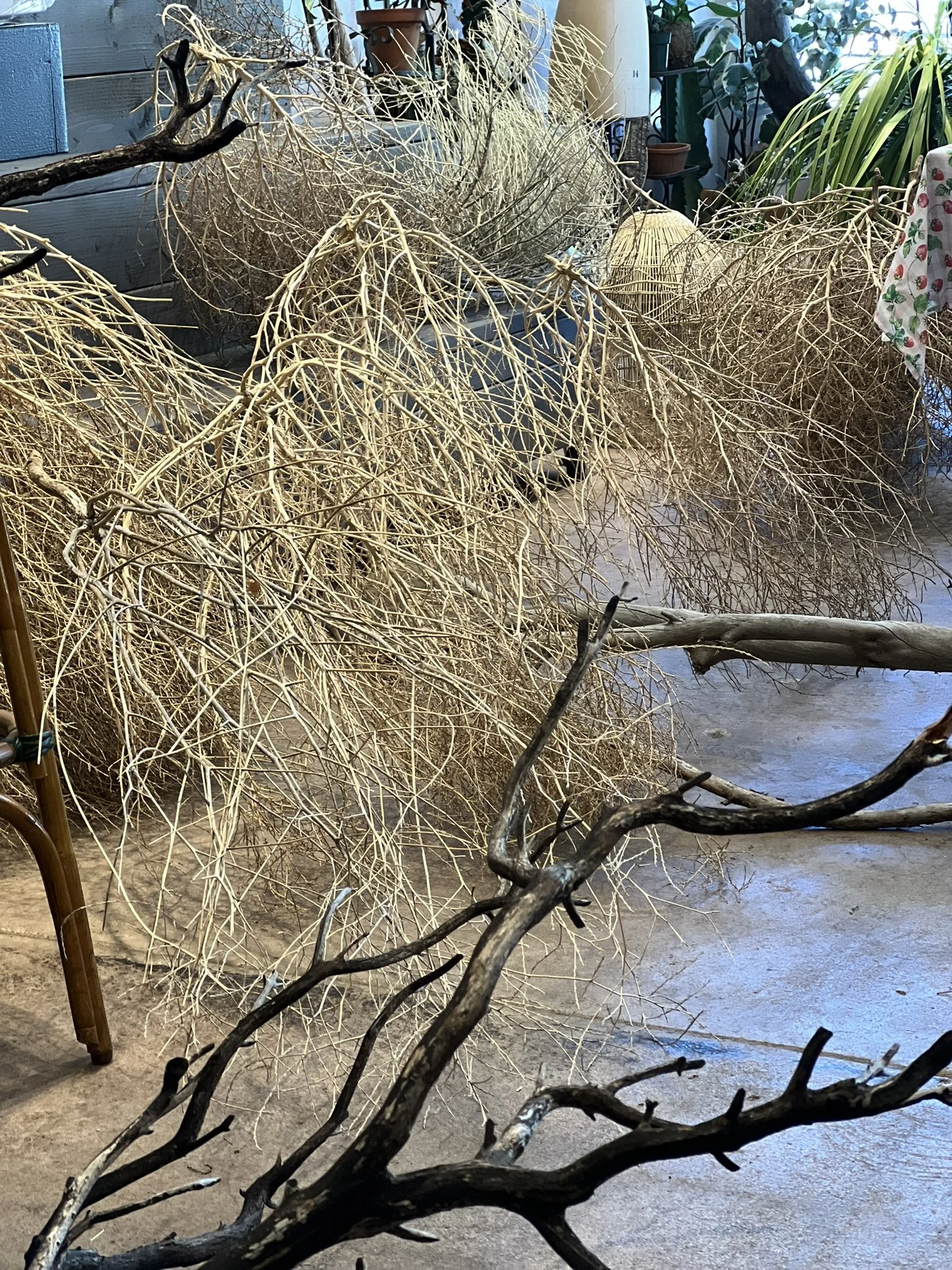 IMG_3548.JPEG