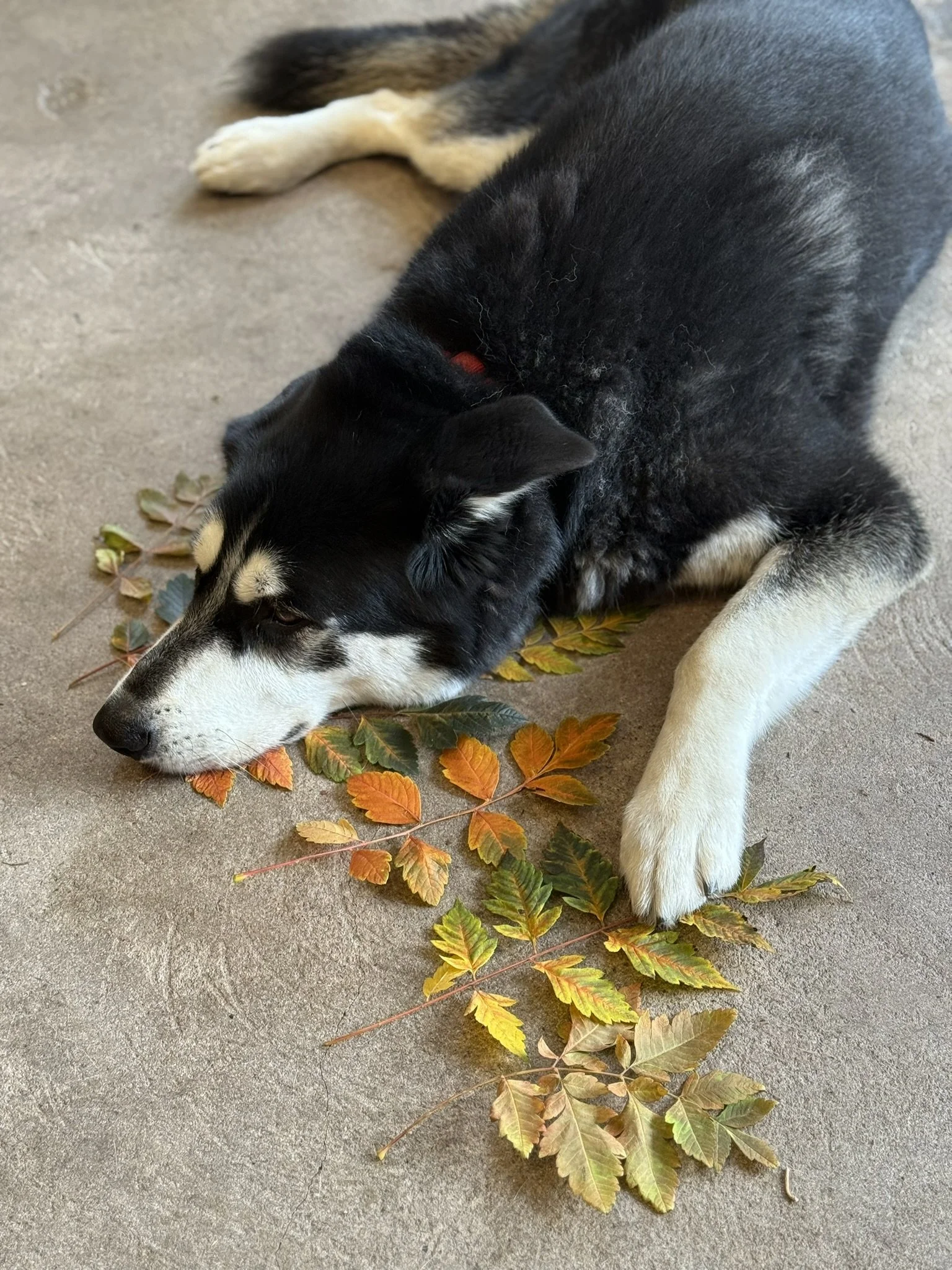IMG_6862.JPEG