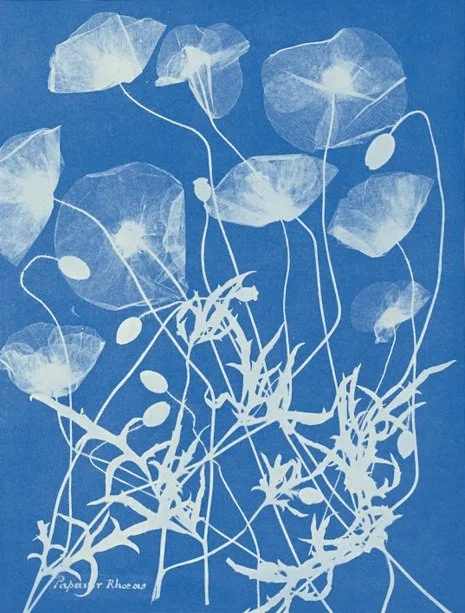 Cyanotype.JPG
