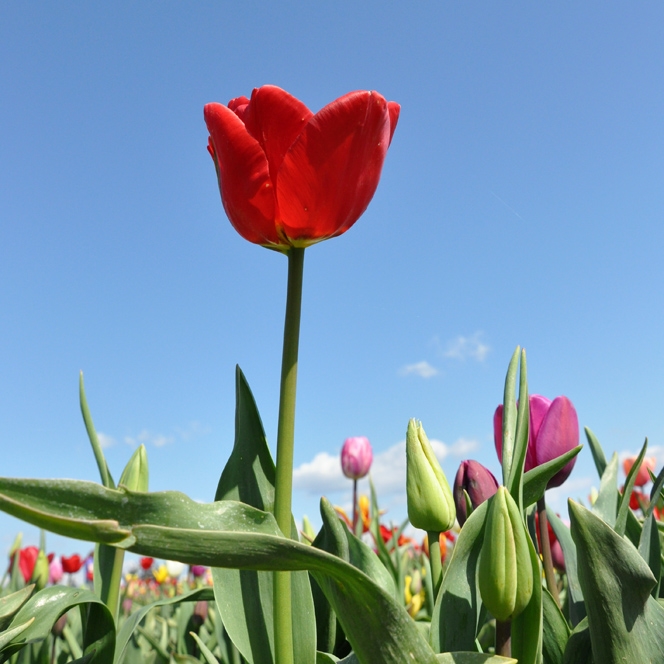 Tulip Festival, Apr 2011