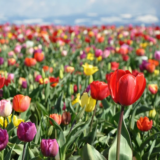Tulip Festival, Apr 2012