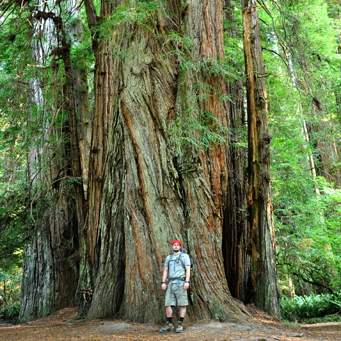 Redwood Forest, Oct 2012