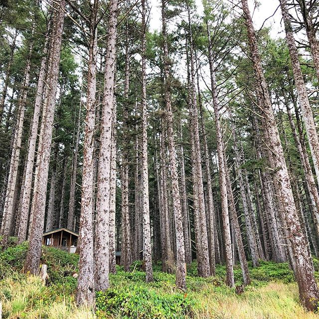 Little house in the big woods. #capelookout #oregoncoast #pacificocean #oregonexplored