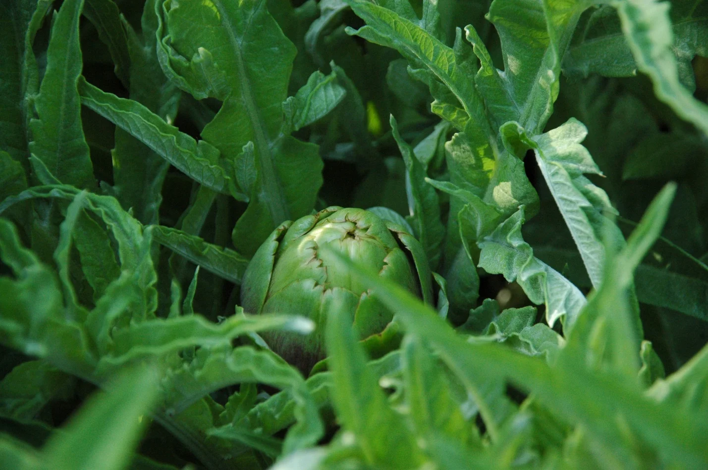 Artichoke.jpg
