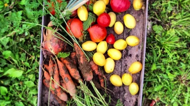 Tomatoes & Parsley Salad with Dijon Mustard Dressing