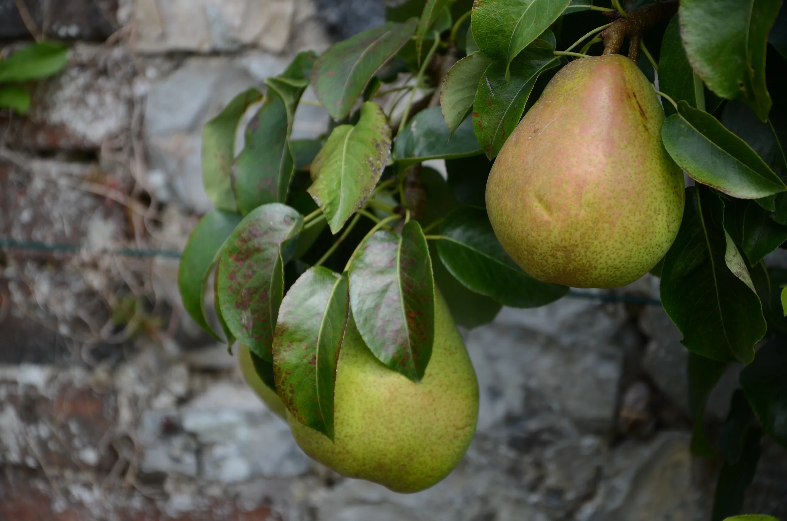 Pear, Blue Cheese, Dandelion and Watercress Salad