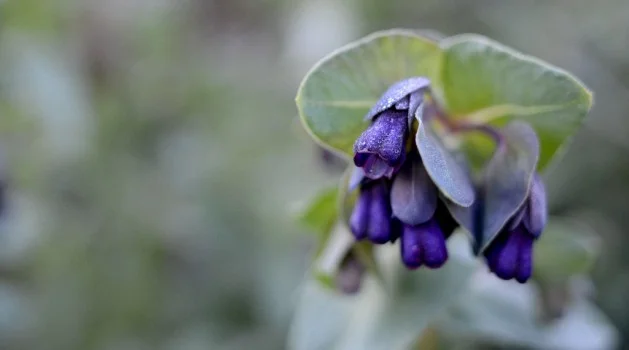A Garden in Burgundy – Spring 2014